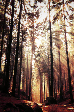 mystic-revelations:  Guiding Light. By Christina Jones