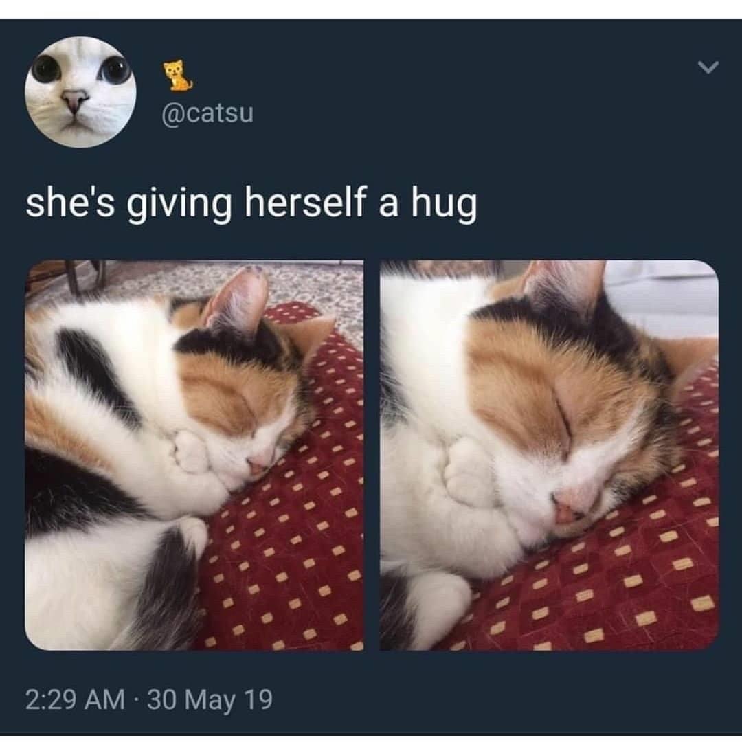 cat-memes-only: