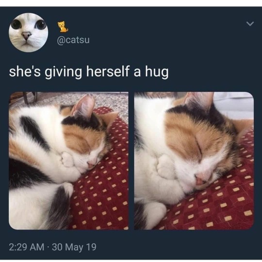 cat-memes-only: