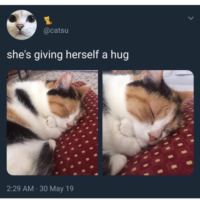cat-memes-only: