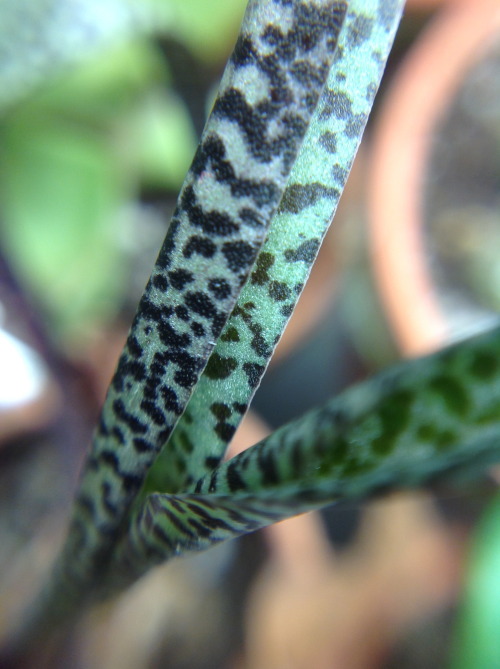 A close up look at the leaves of my Silver Squill.  It’s almost an animal print, very exotic looking