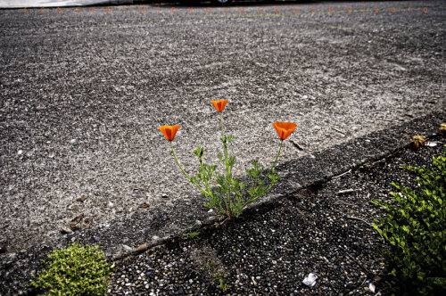 the-girl-without-ed:nothing says hope quite like flowers growing through the cracks in concretebeaut