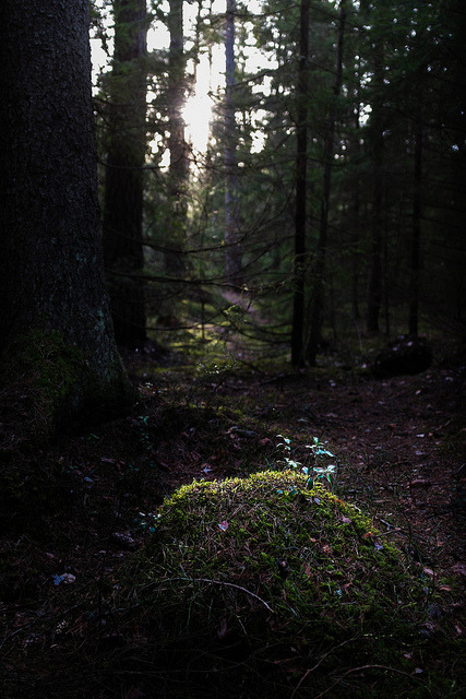 Sun through the trees by HOKarlsson on Flickr.