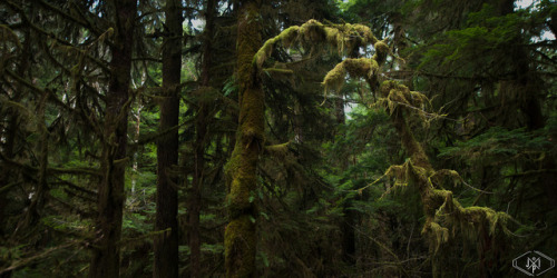 silvaris: Green Route - Spring is coming! | Deep Dark Forest by  Jordan Insley