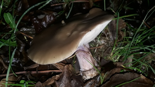 London, UK, January 2022Field blewit (Lepista saeva)Gorgeous little specimen - one of 5 or 6 that I 