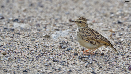 Woodlark - Cotovia-pequena (Lullula arborea): juvenileFigueira de Castelo Rodrigo (18/05/2022)[Nikon