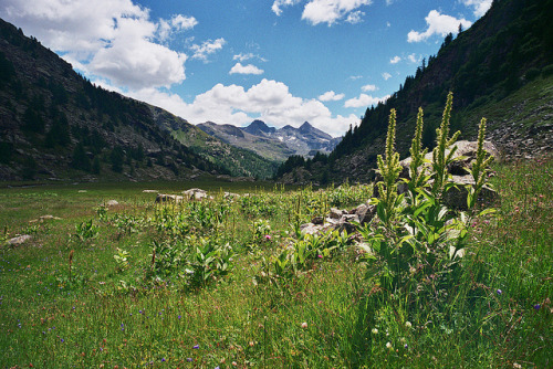 sunfl0werpetal: peaceful-moon: oix: untitled by Eclairs - Davide Bignotti on Flickr. ☮ nature aฏd go