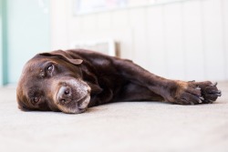 thedogist:  Sgt. Pepper, Labrador Retriever (12 y/o), Papalaua &amp; Waine'e St., Lahaina, HI • “He jumped out of the Jeep one time when he was younger. Traffic was stopped, and we were right next to the beach; he saw the waves crashing. Fortunately,