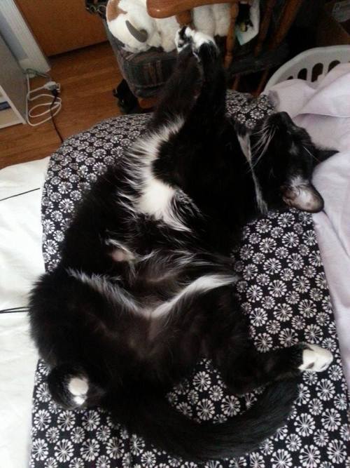 This is my Zelda kitty. She likes to lay/sleep on her back with her feet in the air.(submitted by ny