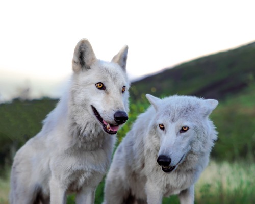 wolvesphoto:White wolves