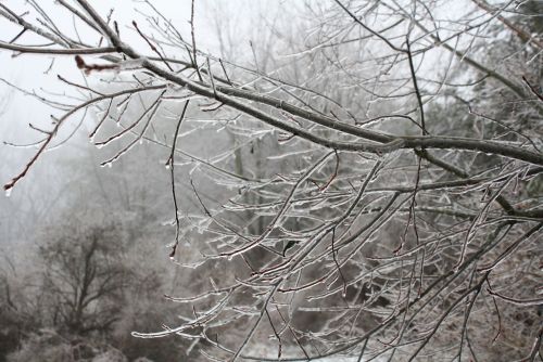 coraruthphotography:  After an ice storm 1/17/17  🌨❄️🍂  Cora Ruth Photography 