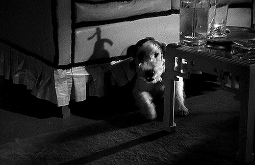 deforest: “Skippy” as Asta the Wire Fox Terrier in THE THIN MAN (1934)dir. W.S. Van Dyke