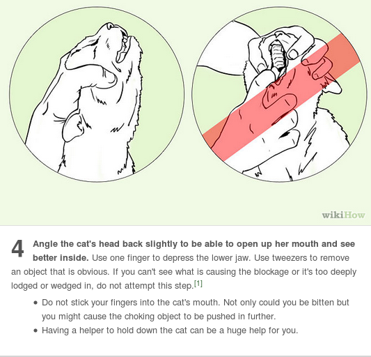 I always see the dog choking info on here, so here’s what to do if a kitty is choking