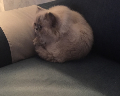 dania88:so my cat turns himself into a ball whenever he’s cold & its the cutest thing ever