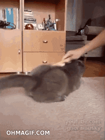 46+ Moving Image Funny Animal Gif Pictures