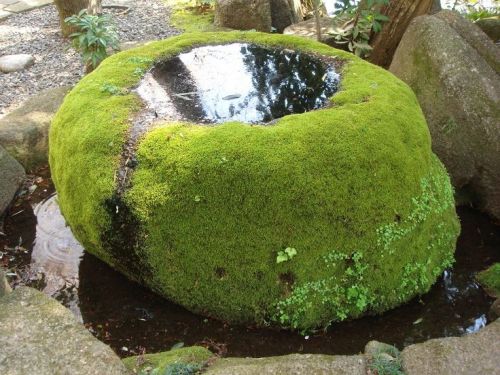 fuzzypetal:It would be so satisfying to be a bird and have a little bird bath in the middle of the m