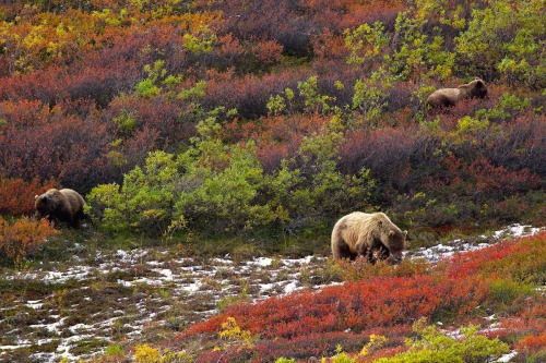 nubbsgalore - grizzly bears in denali national park feed on...