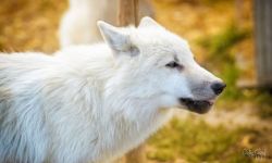 wolfsheart-blog:Arctic Wolf by Ondřej Chvátal.