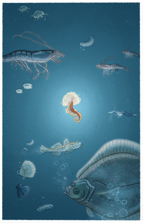 FishiesEN: I was asked by a marine biologist to provide his PhD thesis with some illustrations to gi