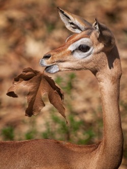 Seasonal snack