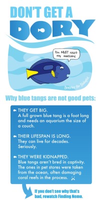 pandamaru:  glueandpieces:  courtneyisawesomeatfish:  Source: http://www.beatricebiologist.com/2016/05/dont-get-dory/  You wanna ‘keep’ a Dory-fish? Preserve their habitat, so your grandkids can see Dory-fish too.  Please please PLEASE don’t buy