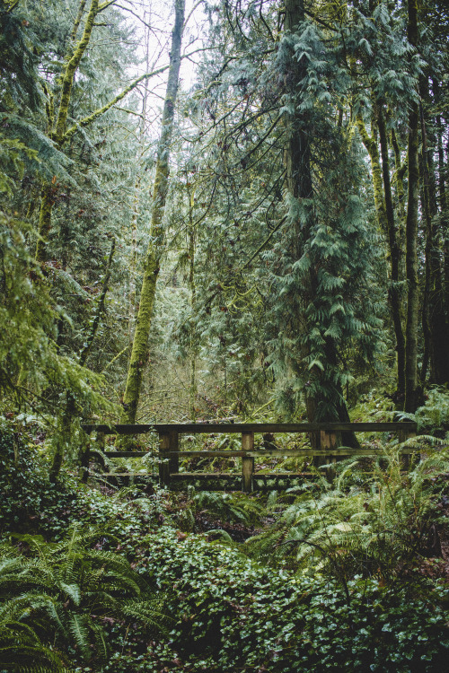 rachaelanthoney:Wildwood Park, Puyallup, Washington