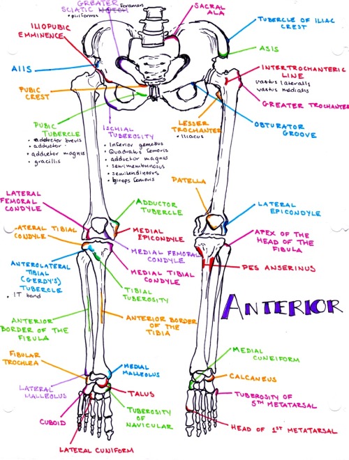 Bony landmarks of the anterior lower extremitydownload all of my anatomy and med school notes here!