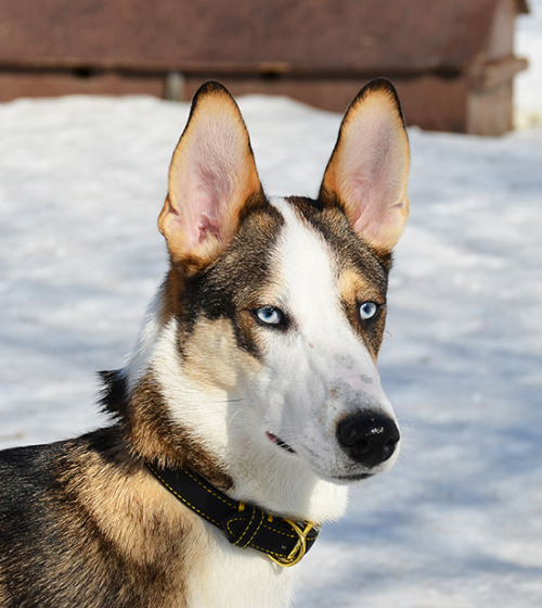 justslowdown: this is Kossu, a smooth collie/Siberian husky stud dog in Finland who i may need to pl