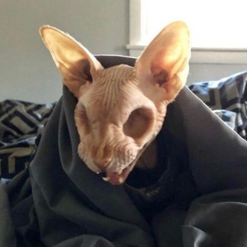 Living Skelecat