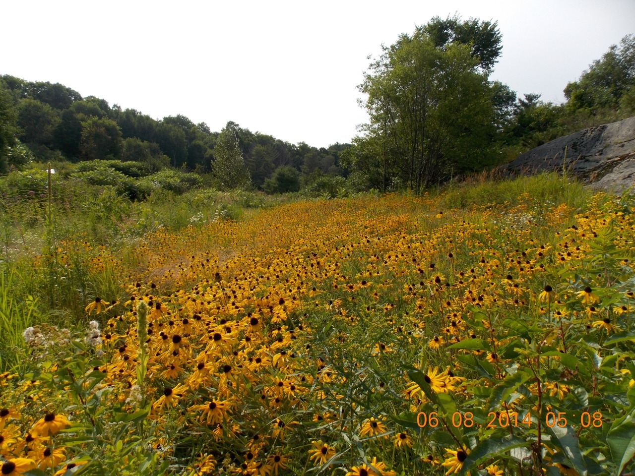 skygrl:  a while ago we planted a few Black-eyed Susans and now they’ve spread