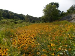 Skygrl:  A While Ago We Planted A Few Black-Eyed Susans And Now They’ve Spread