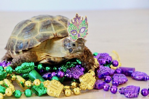 thewhimsyturtle:I got my wish:  Mom made me very own Kirby-sized mask for Mardi Gras!    Happy Lundi