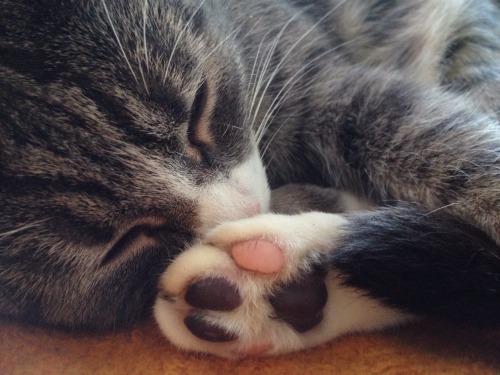 reflectionsofgalaxies:*whispers* toe beans