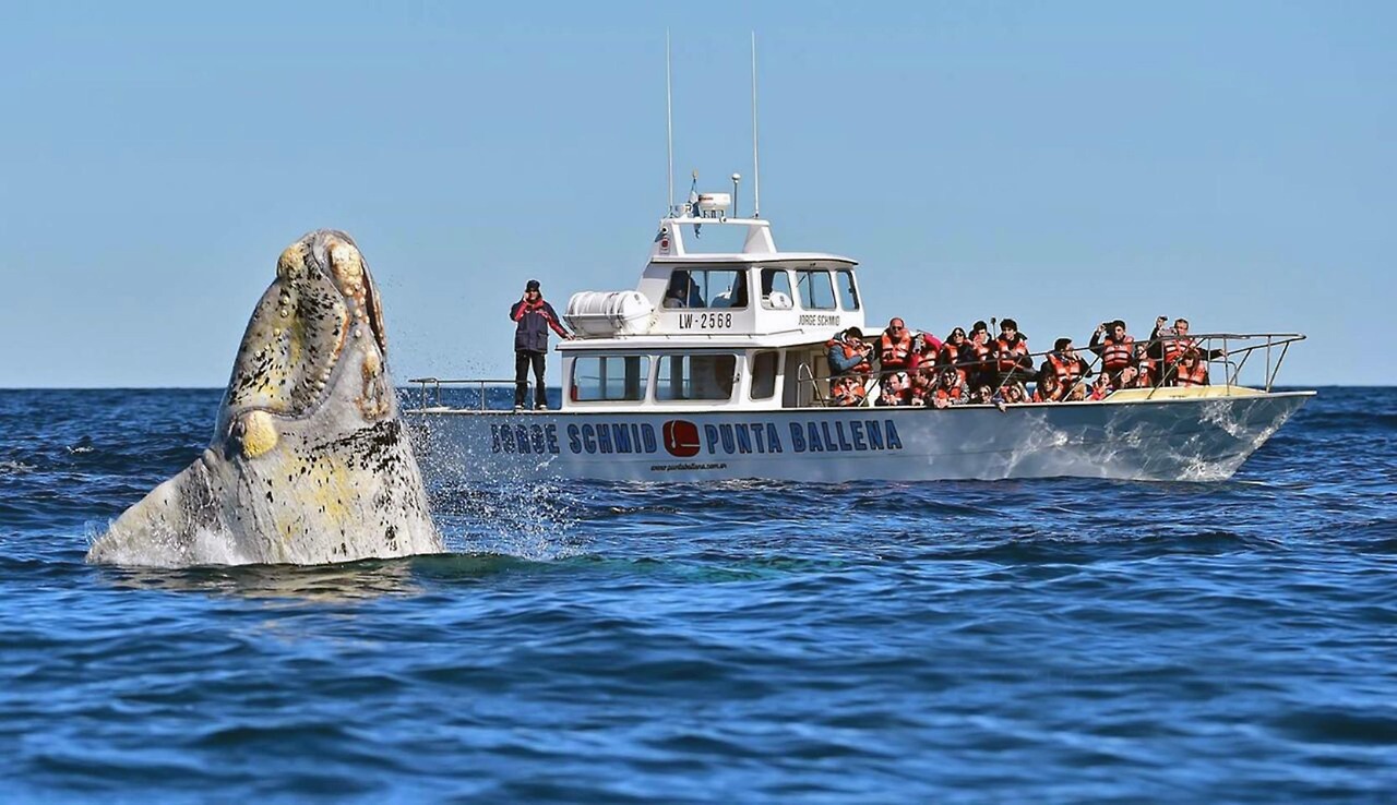 GIGANTES. El tremendo show de una Ballena Albina hoy, en Puerto Pirámides, Chubut. (FOTOS de Maxi Jonas)
MIRÁ TODA LA FOTOGALERÍA—->