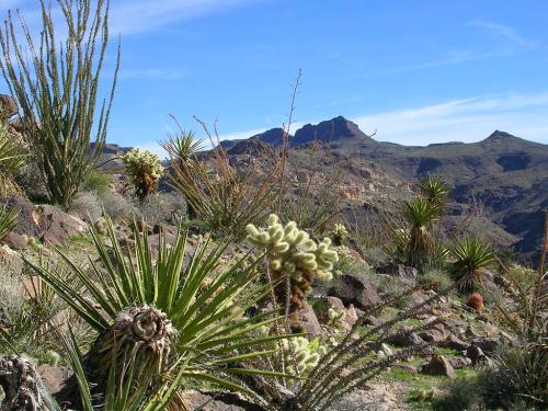 mojave-craig: Many cacti of the southeast end of the Mt. Nutt Wilderness near Oatman, Arizona. Photo