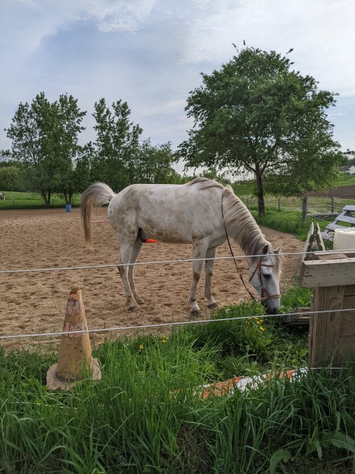 We got there early, but one of the Teens was already putting horses out, since Other Teacherlady is 