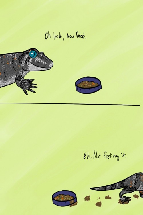 blurrysnakescales: lapillus-the-gargoyle-gecko:lapillus-the-gargoyle-gecko:I’m currently at 470 