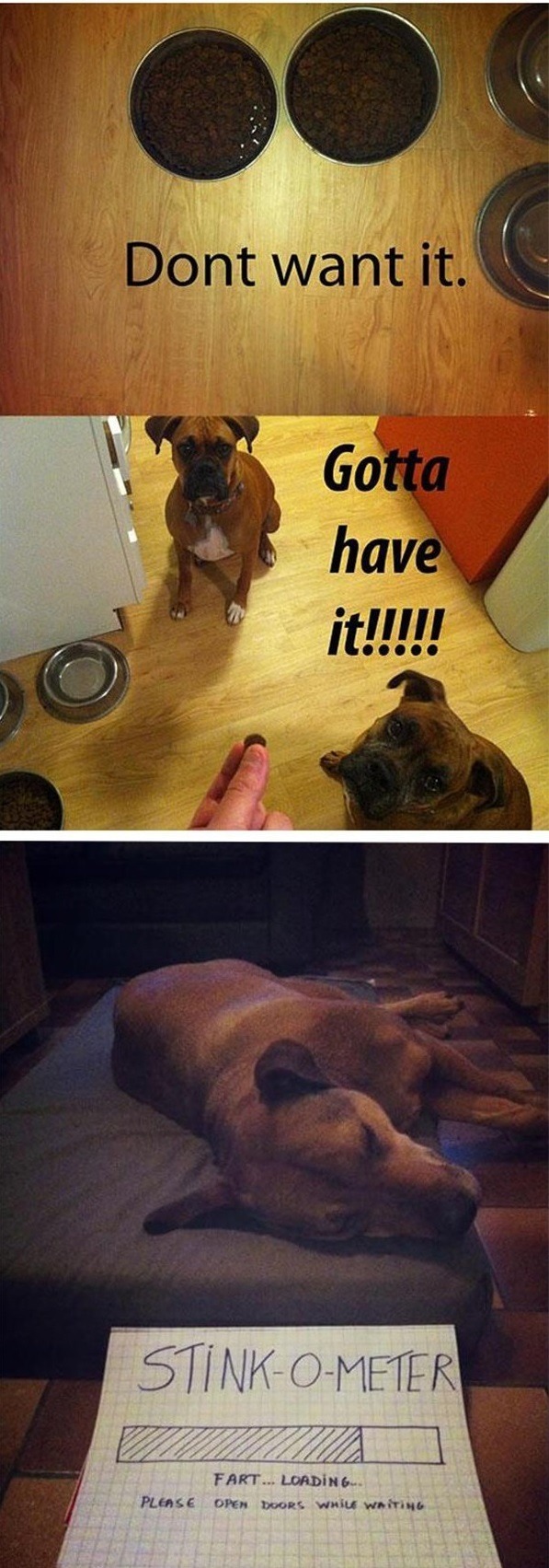 lol-caster:    Dog Owners Will Understand   