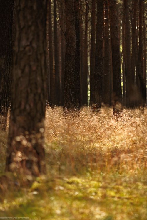 Porn photo schoefisch:  A wonderful day in the woods