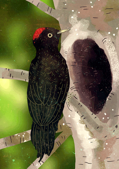 larapaulussen:green woodpecker-black woodpecker-spotted woodpecker-three toed woodpecker