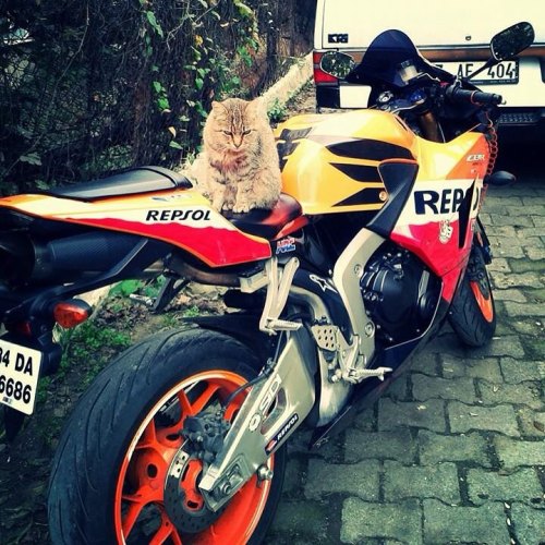 Porn photo ibrahimlfc:  #honda #600rr #repsol #motorbike