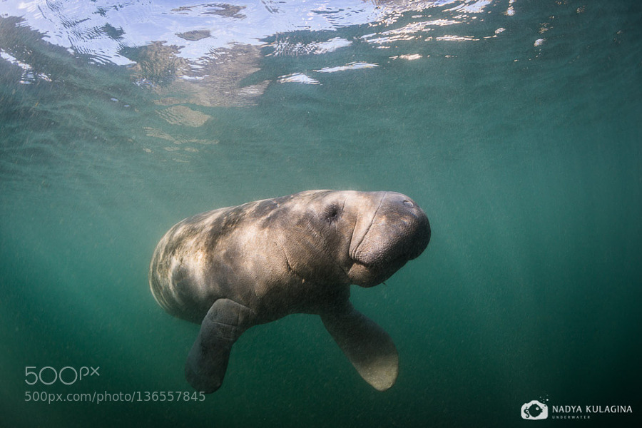 lifeunderthewaves:  The Manatee Shake by Nadeika_K a manatee in Crystal river, Florida