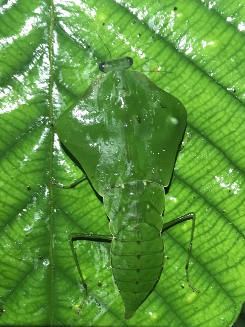 onenicebugperday:Tropical Shield mantis,Choeradodis staliiPhotos 1 and 2 byjasonzhu, photo 3 byfelip