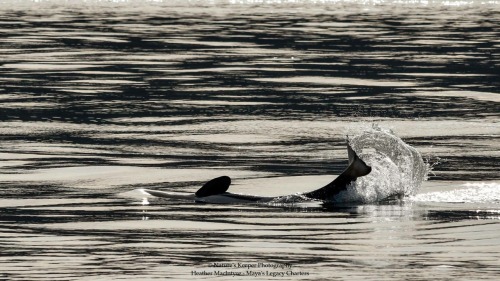 arlluk: Holy shit, I think J50 is trying to sprout wings and fly away!! Photos by Nature’s Keeper Ph