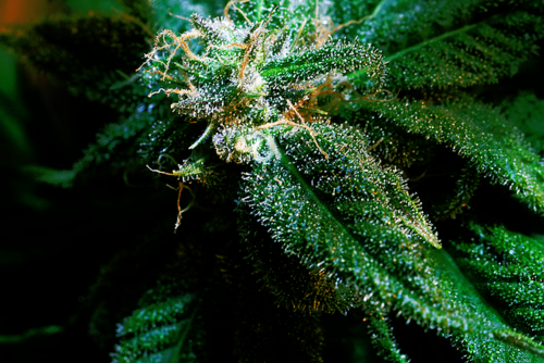 Always More Weed