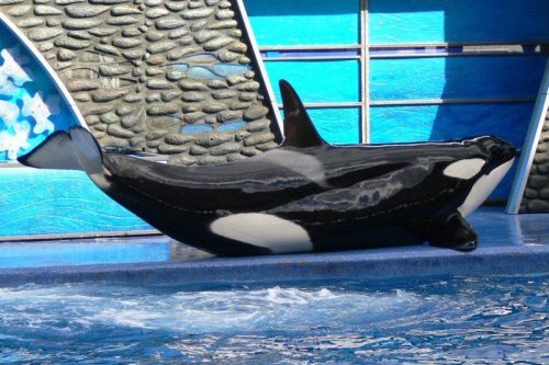 Gender: FemalePod: N/APlace of Capture: Born at SeaWorld of CaliforniaDate of Capture: Born July 9, 