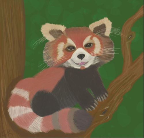  Meet Frederick my red panda! I have loved red pandas since the first time I saw them. It seems that