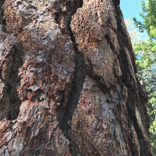 How to Identify a Jeffrey Pine:1. Gentle Jeffrey: the spikes on the pinecones face in2. Leaves: Need