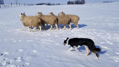 Finally warmed up enough to start training again- 18°F feels like a heat wave