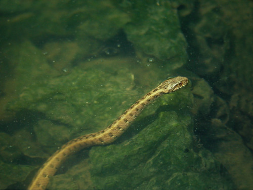 wapiti3:Natrix maura - Viperine snakeNatrix maura is a natricine water snake of the genus Natrix. 